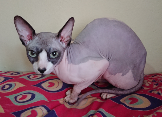 Gatos