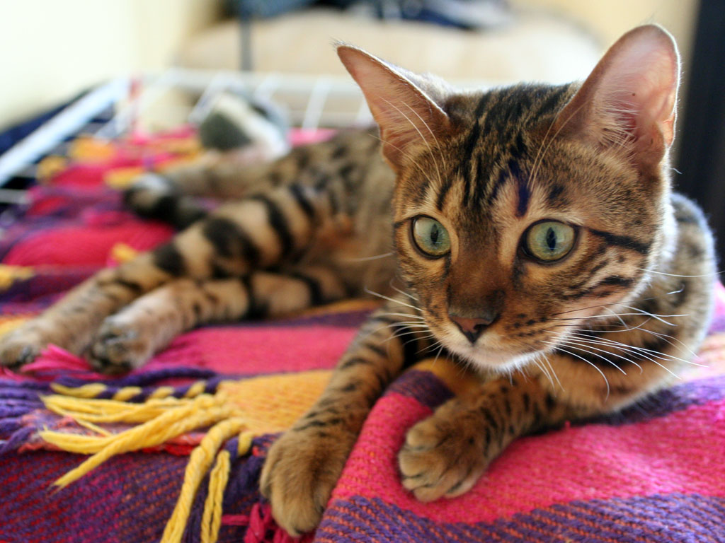 Gato Bengal- Essa raça é conhecida por ser a mais inteligente do mundo. Surgiu em 1963 do cruzamento de gato doméstico com gato selvagem na região do Golfo de Bengala - daí seu nome - no sul da Ásia. O reconhecimento da raça pela Federação Internacional Felina ocorreu em 1985.-domínio público