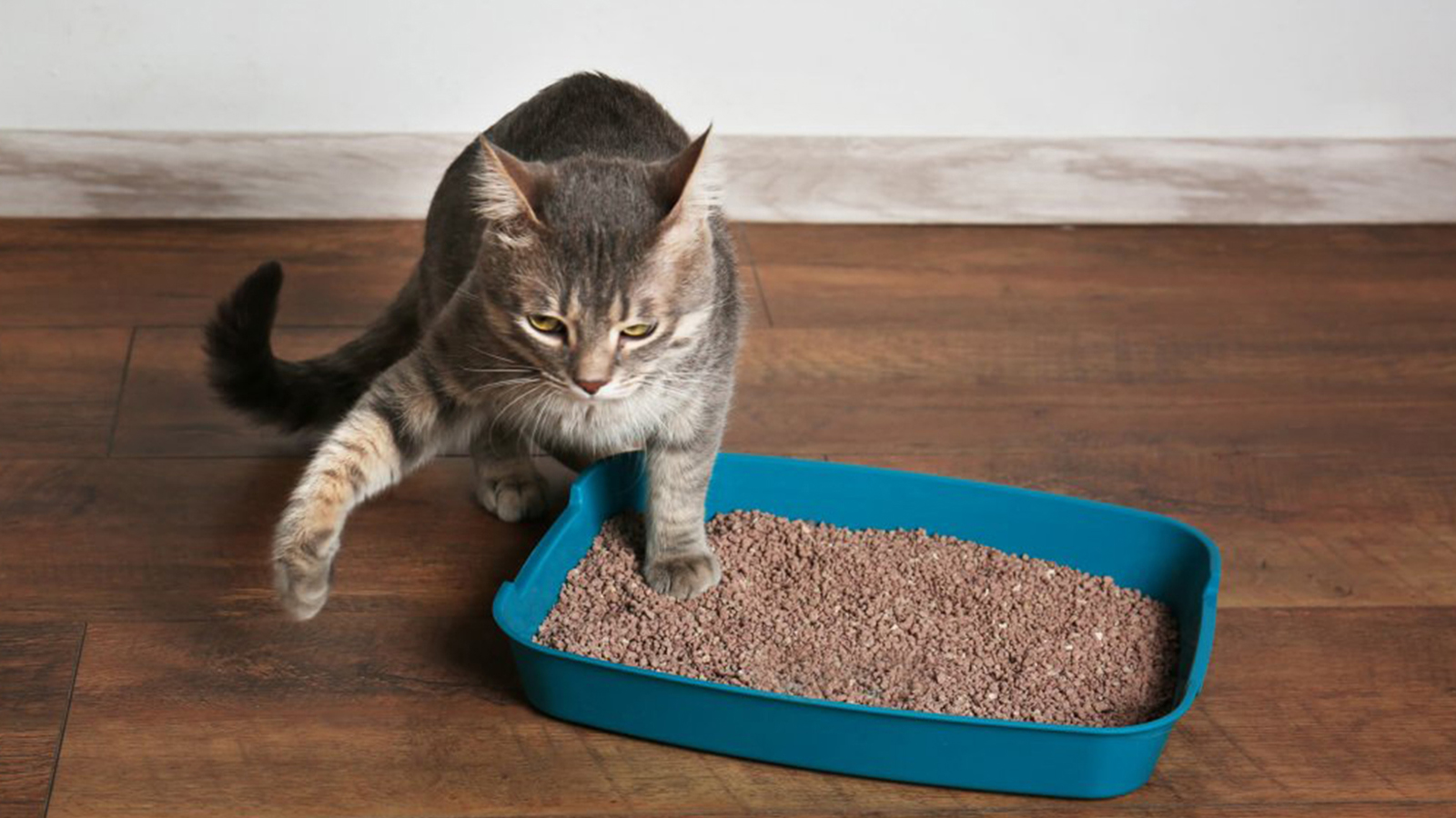 Mantenha uma caixa de areia para o gato fazer as necessidades. Faça a limpeza diária dessa caixa e uma lavagem a cada dois dias. -divulgação racoesreis.com