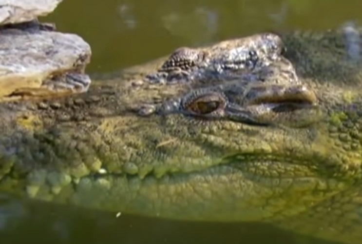 Em 2005, uma inundação no sudoeste da Etiópia resultou na morte de 134 mortes. No entanto, 19 delas não foram causadas pela enchente, e sim pelos crocodilos que devoraram as vítimas.