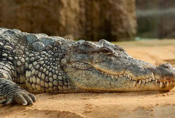 Fatos curiosos e horripilantes sobre crocodilos