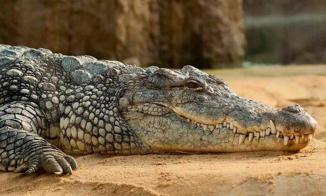 Os crocodilos são um dos animais mais aterrorizantes e antigos do mundo. Pensando nisso, fizemos uma galeria com curiosidades e fatos sobre eles. Confira!