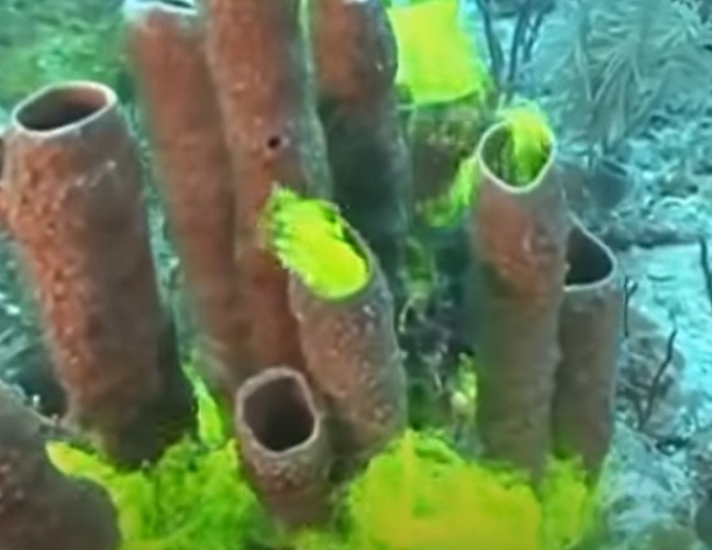As esponjas-do-mar (Porífera) são animais primitivos - não são plantas! Podem ser encontradas em quase todos os oceanos do mundo, pois são particularmente resistentes e podem suportar temperaturas frias e profundidades de até 5.000 metros.  - Youtube/Em Ubatuba