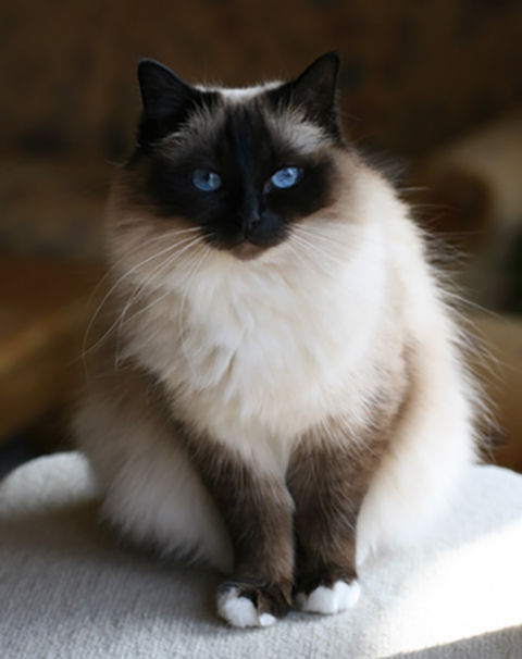 Gato da Birmânia- Possui o corpo musculoso, pelagem sedosa, olhos grandes e redondos. É considerado um gato tranquilo, afetuoso e superinteligente. -grapheum.de -  wiki commons