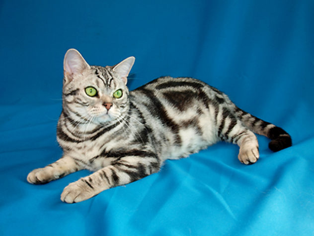 Gatos