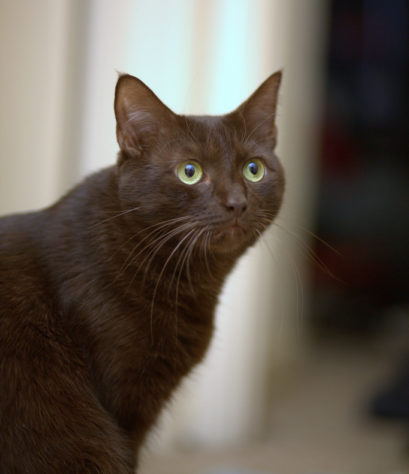 Gatos