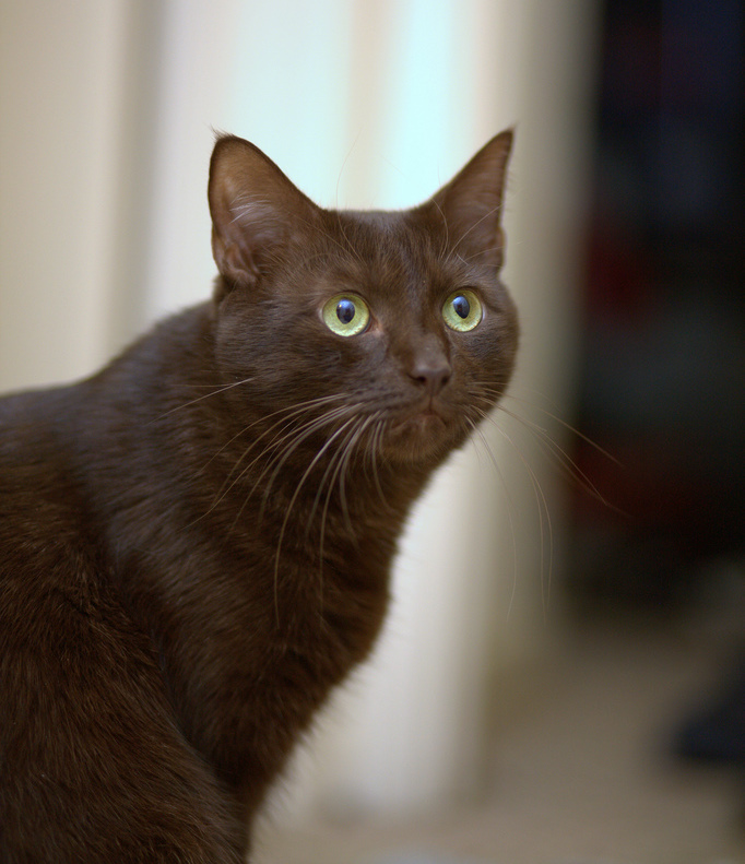 Havana Brown - Resultado do cruzamento de gato siamês com gato preto, na Inglaterra, nos anos 1950. Geralmente, são marrons, em tom escuro, com olhos verdes que chamam muito a atenção. Vivem entre 8 e 13 anos.  -Dave Scelfo wiki commons 