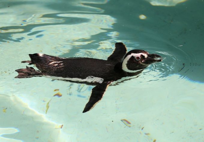 Pinguim-de-Magalhães