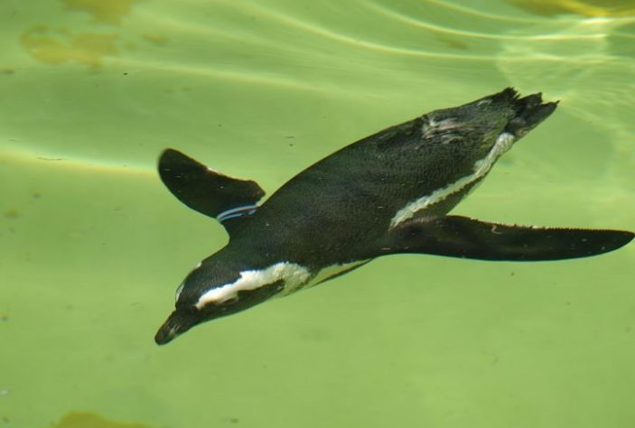 Pinguim-de-Magalhães