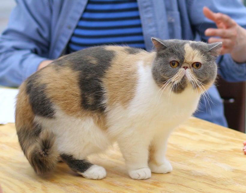 Exótico - Raça que parece um gato persa, mas com pelos curtos. Resulta do cruzamento do persa com o gato de pelo curto americano. É robusto e vive de 10 a 15 anos. -Heikki Siltala  wiki commons