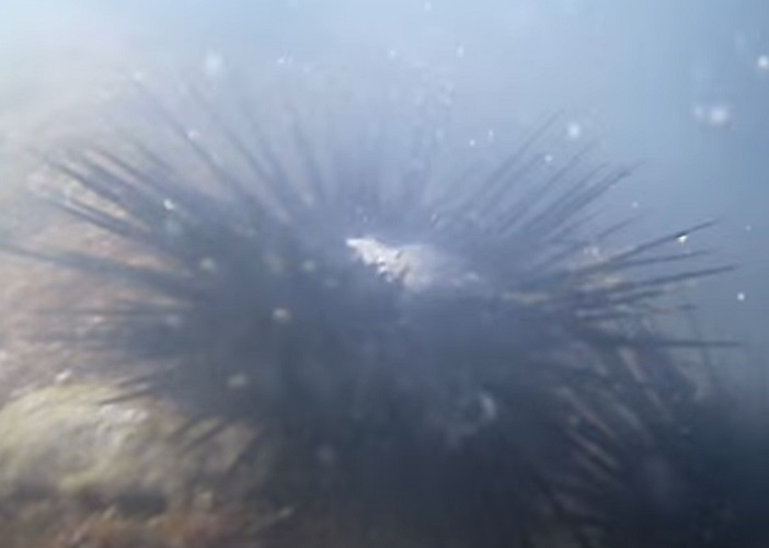 O ouriço-do-mar-vermelho (Strongylocentrotus franciscanus) pode ser encontrado em diversos tipos de ambientes marinhos, tanto nos recifes mais rasos quanto em ambientes profundos, em sedimentos arenosos ou nos costões rochosos.


 - Youtube/
Paolo Angeloni