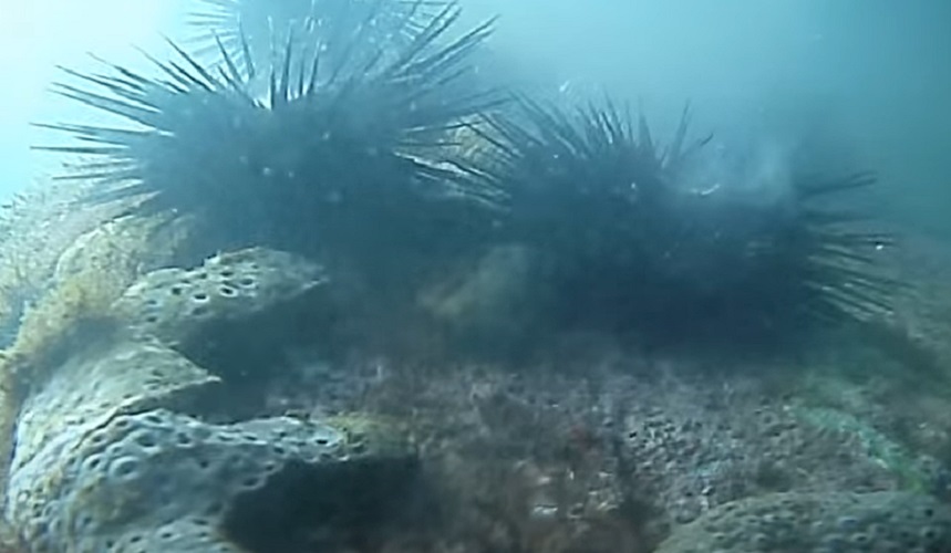 <p>Pesquisas revelaram que o ouriço-do-mar possui células sensíveis à luz nos pés ambulacrários. Dessa forma, ele detecta iluminação e busca refúgio em locais escuros, reforçando sua estratégia de proteção contra predadores.</p>
