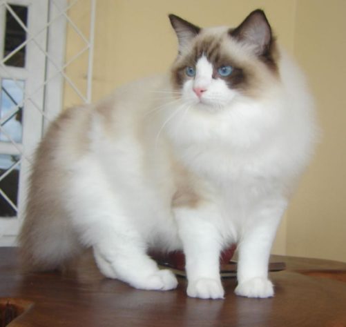 Gatos