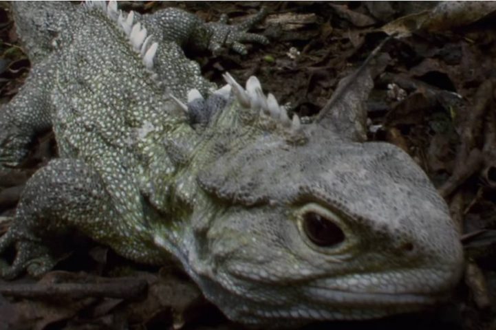 Tuatara (Sphenodon punctatus) - A expectativa de vida fica entre 80 e 100 anos, mas muitos passam disso.  HÃ¡ registros de tuataras vivendo mais de 120 anos em cativeiro.