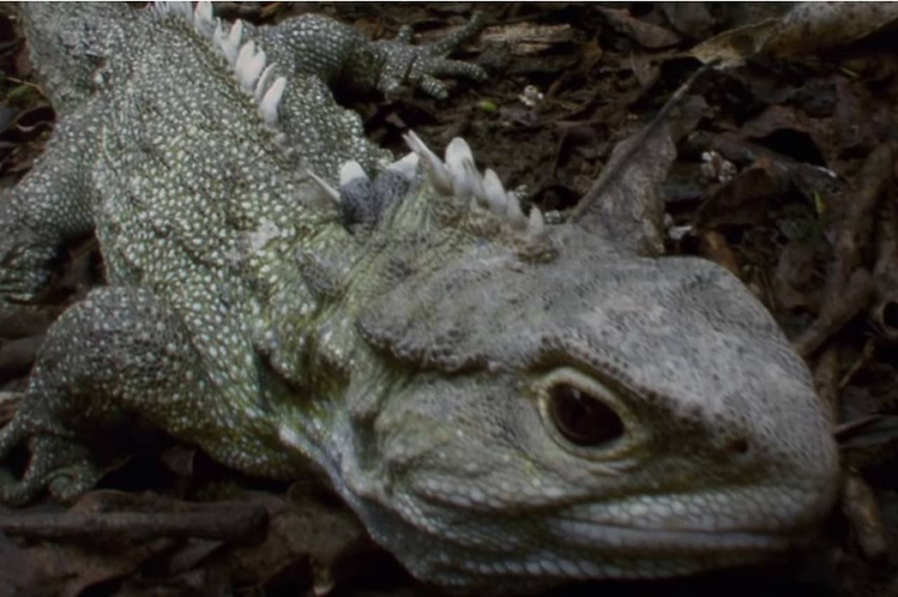Tuatara (Sphenodon punctatus) é o réptil vivo mais antigo da Terra - mais de 200 milhões de anos. Os tuataras habitam zonas de floresta e praias de cerca de trinta ilhas ao largo da Ilha Norte da Nova Zelândia.
 - Youtube/
Animal Planet Brasil