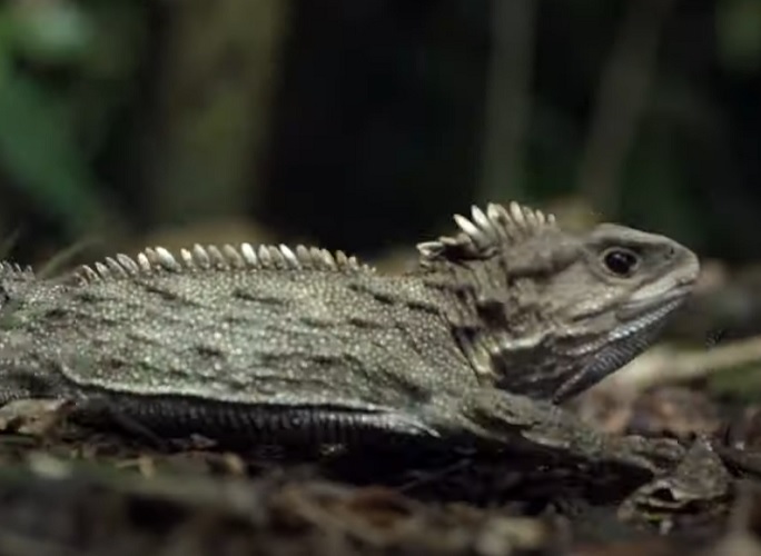 O tuatara deixa de crescer por volta dos 50 anos de idade, quando atinge 45 a 61 cm, pesando entre 500 gramas e 1 kg. Além disso, o tuatara tem uma outra curiosidade: possui um terceiro olho. Há registros de um tuatara que viveu pouco mais de 111 anos.  - Youtube/
Animal Planet Brasil