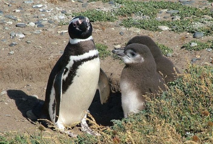 Pinguim-de-Magalhães