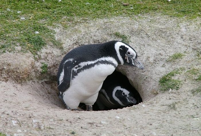 Pinguim-de-Magalhães