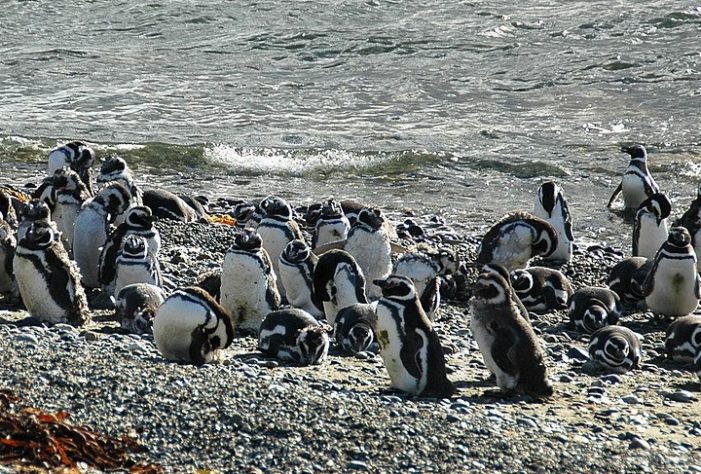Pinguim-de-Magalhães