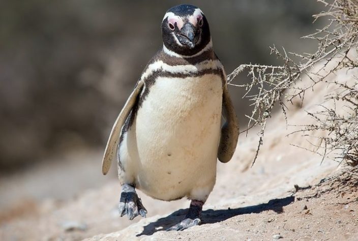 Pinguim-de-Magalhães