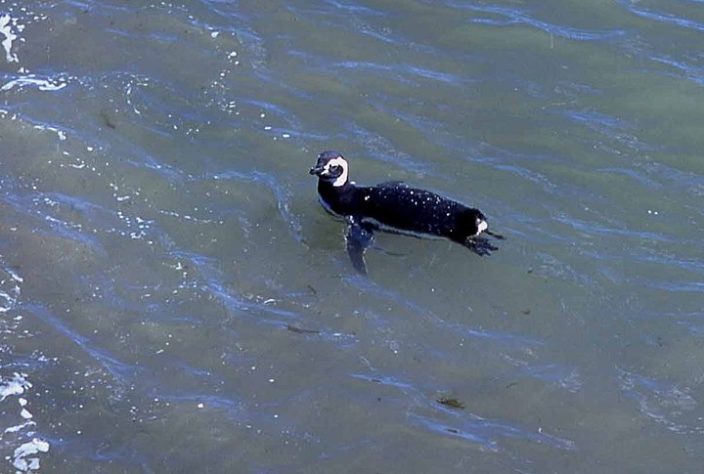 Pinguim-de-Magalhães