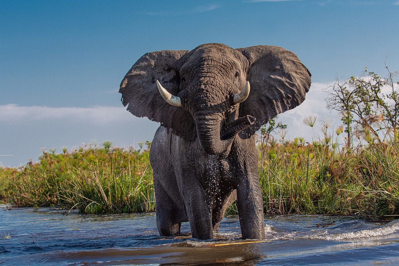 Curiosidades sobre o elefante: selvagem amado pelas crianças - Geschenkpanda por Pixabay 