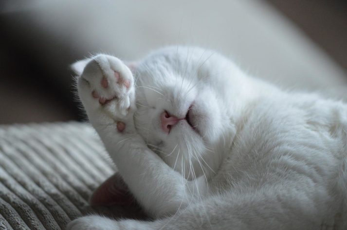 Gatos