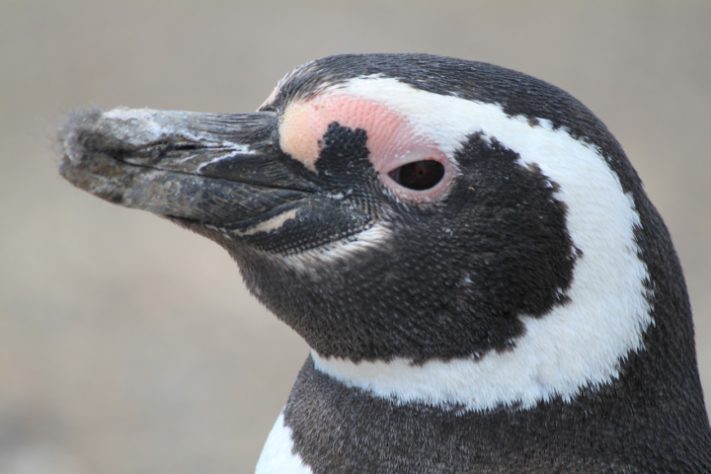 Pinguim-de-Magalhães