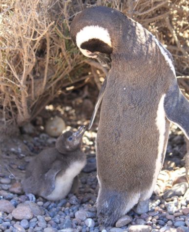 Pinguim-de-Magalhães