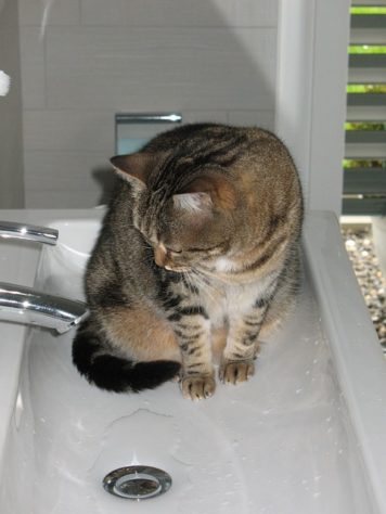 Gatos