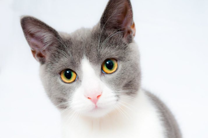 Gato