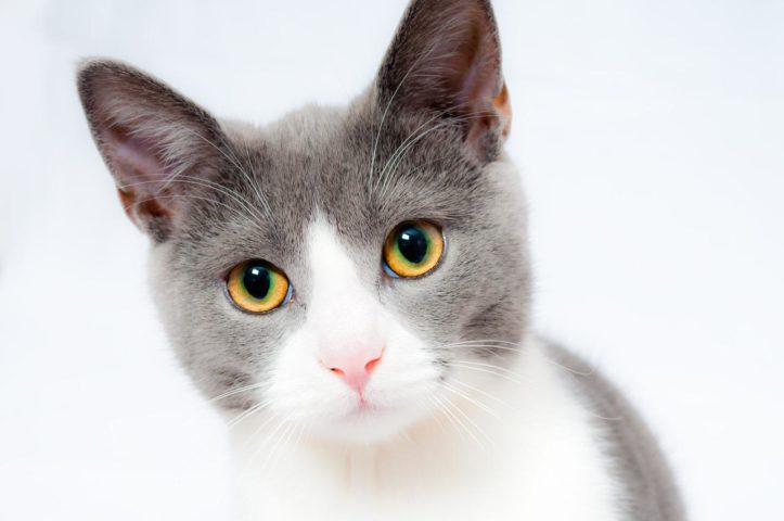Humanos podem se infectar com toxoplasmose de duas maneiras: comendo carne crua ou mal cozida de animais infectados ou entrando em contato com as fezes de gatos infectados.