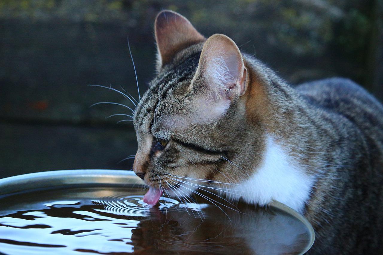 Gatos precisam ficar hidratados, mas dificilmente um pote de água os atrai. Para incentivar, deixe água em movimento. A água pingando ou escorrendo atrai o gatinho. - rihaij por Pixabay 