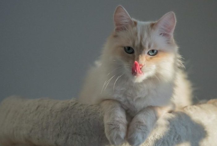 Gato doméstico - spoba/Pixabay