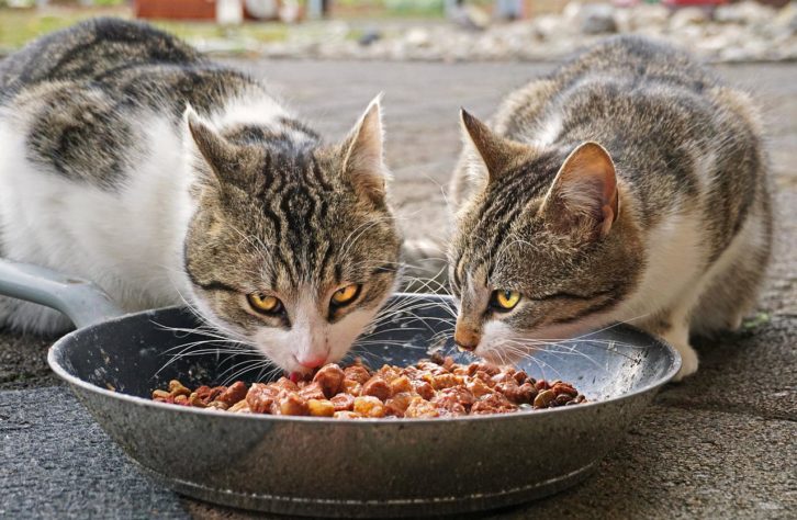 Gatos