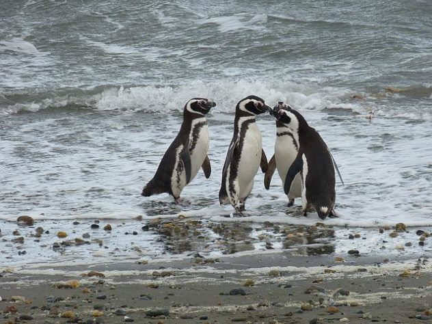 Pinguim-de-Magalhães