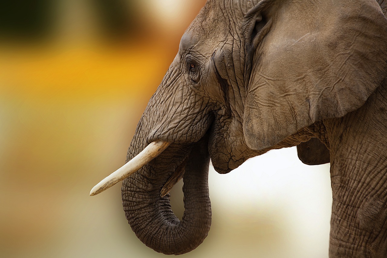 Elefante mata turista espanhola em santuário na Tailândia