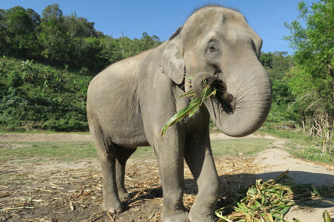 Os elefantes sÃ£o os maiores animais terrestres, podendo medir atÃ© 3,2 metros e pesar atÃ© 7 toneladas. Eles habitam a Ãfrica e a Ãsia. Apesar do gigantismo, que pode dar uma aparÃªncia ameaÃ§adora, o animal Ã© herbÃ­voro. Come gramÃ­neas, cascas de Ã¡rvore e raÃ­zes. Dependendo da espÃ©cie, um elefante pode viver atÃ© 70 anos. 