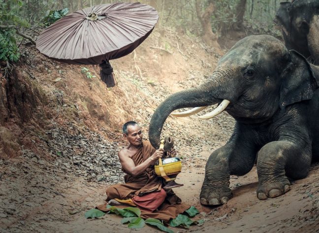 Elefante