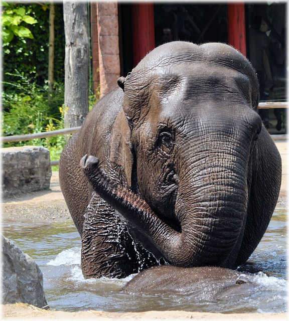 Elefante: A sua simbologia está relacionada ao fortalecimento do caráter de quem o usa. E uma conexão forte com a espiritualidade. 