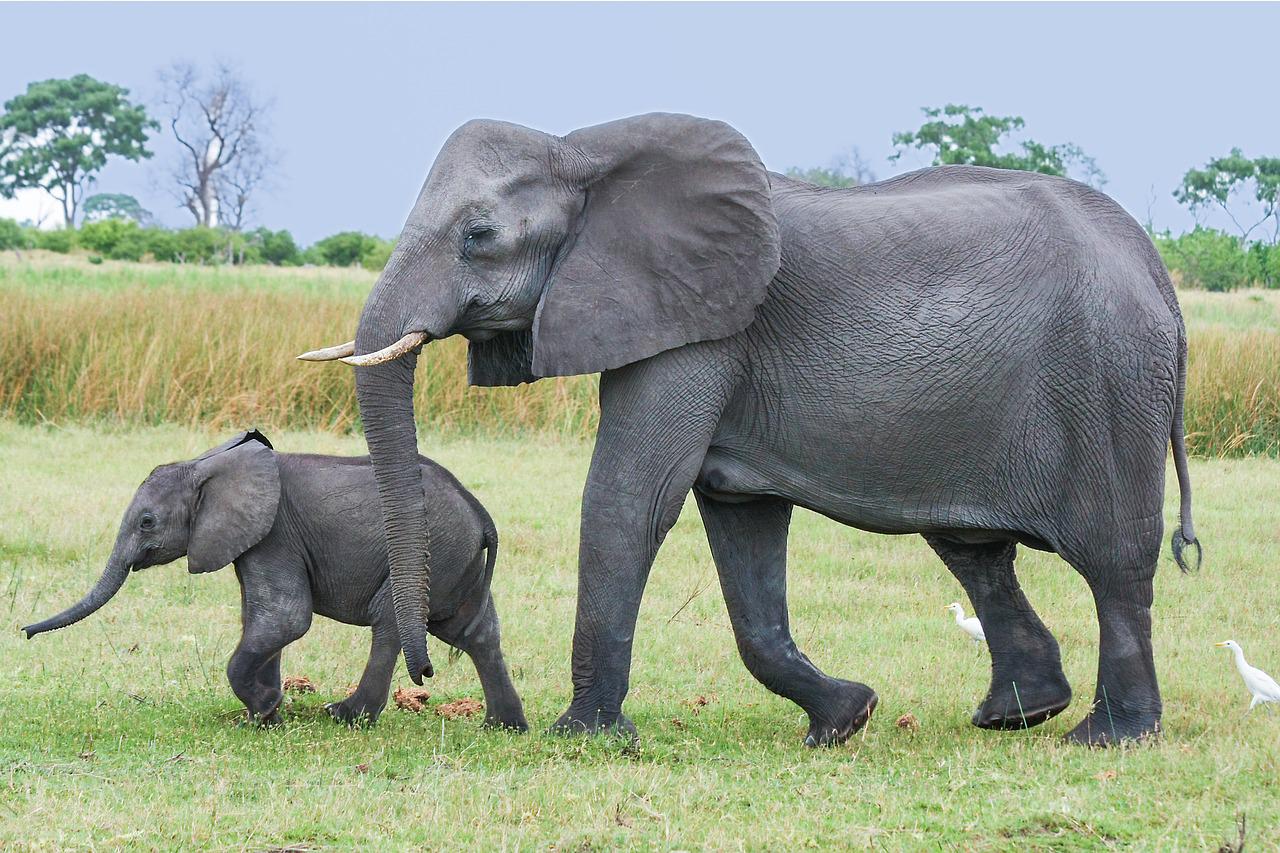 A gestação dos elefantes é a mais longa do mundo: 22 meses. E bebês elefantes já nascem com cerca de 90 quilos.