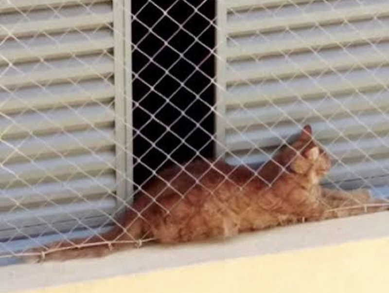 Apesar de habilidosos, os gatos podem cair da janela sem proteção. Instale telas bem estruturadas para evitar acidentes. -divulgação shopee