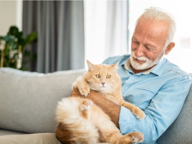 Gatos