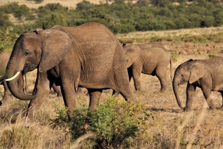 Elefante