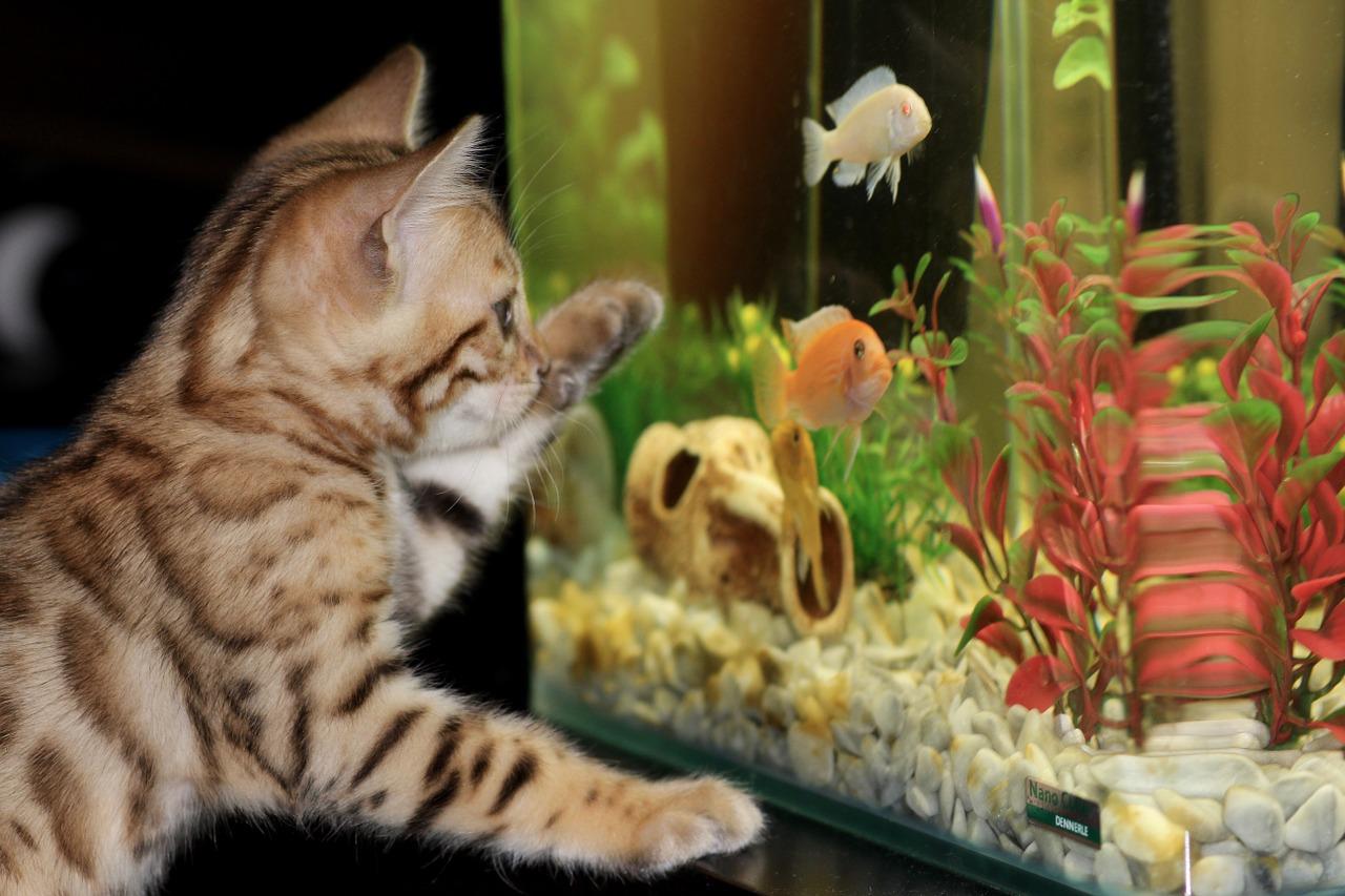 O IPB destaca que a popularidade dos gatos está diretamente ligada às mudanças no estilo de vida dos brasileiros, que buscam animais de estimação que se adaptem melhor às suas rotinas e espaços disponíveis. Veja algumas raças lindas e dóceis.-Irina pixabay