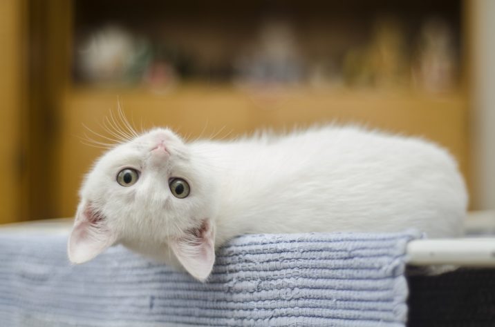 Gatos