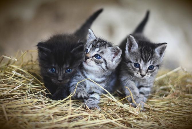 Pesquisa mostra que cresceu o número de gatinhos nas casas
