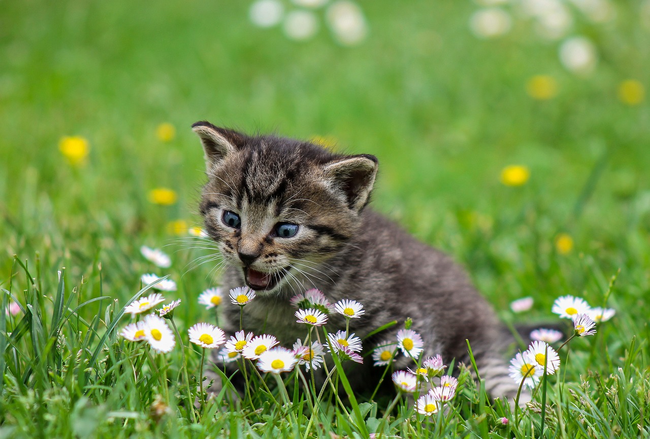 Quem tem jardim pode deixar os gatos livres para se divertir. Eles amam o ambiente arborizado. Mas se eles quebrarem as plantas, borrife um pouco de água no gato que ele logo volta pra dentro de casa.  -Ilona Ilyés pixabay