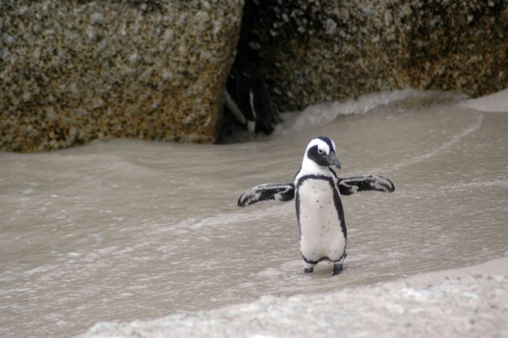 Pinguim-de-Magalhães