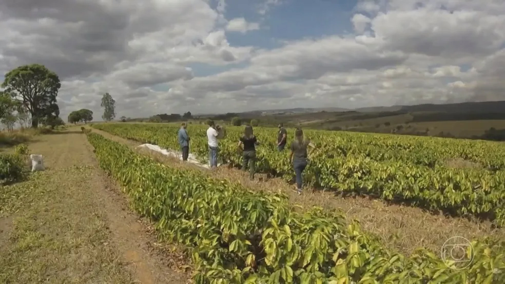 Criado nos anos 1950, o cafezal do Instituto Biológico virou ponto turístico e celebra o café com o evento Sabor da Colheita. O espaço cultiva seis variedades de grãos e recebe visitantes gratuitamente mediante agendamento.